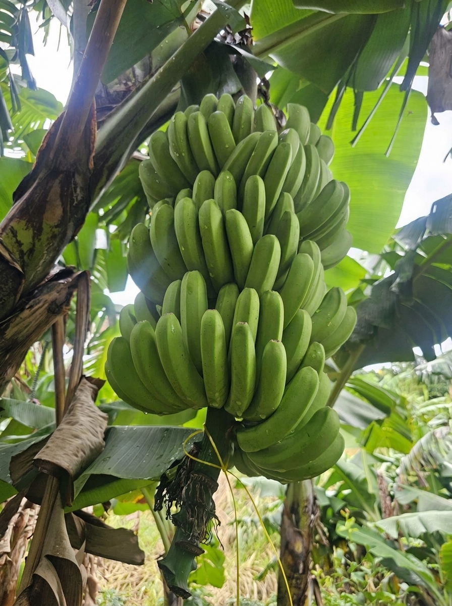 Hệ thống vùng trồng sạch