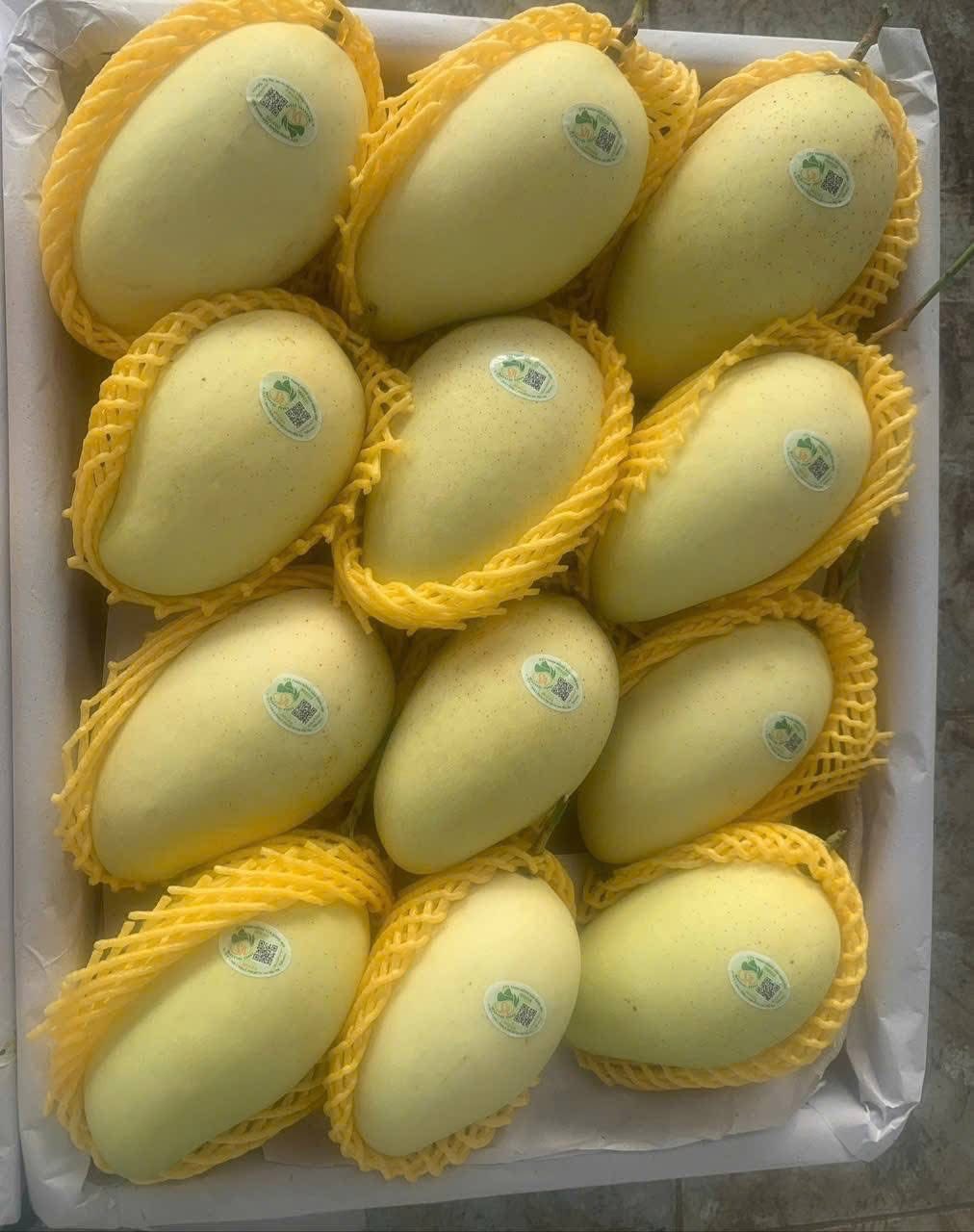Xoài Cát Chu Cao Lãnh